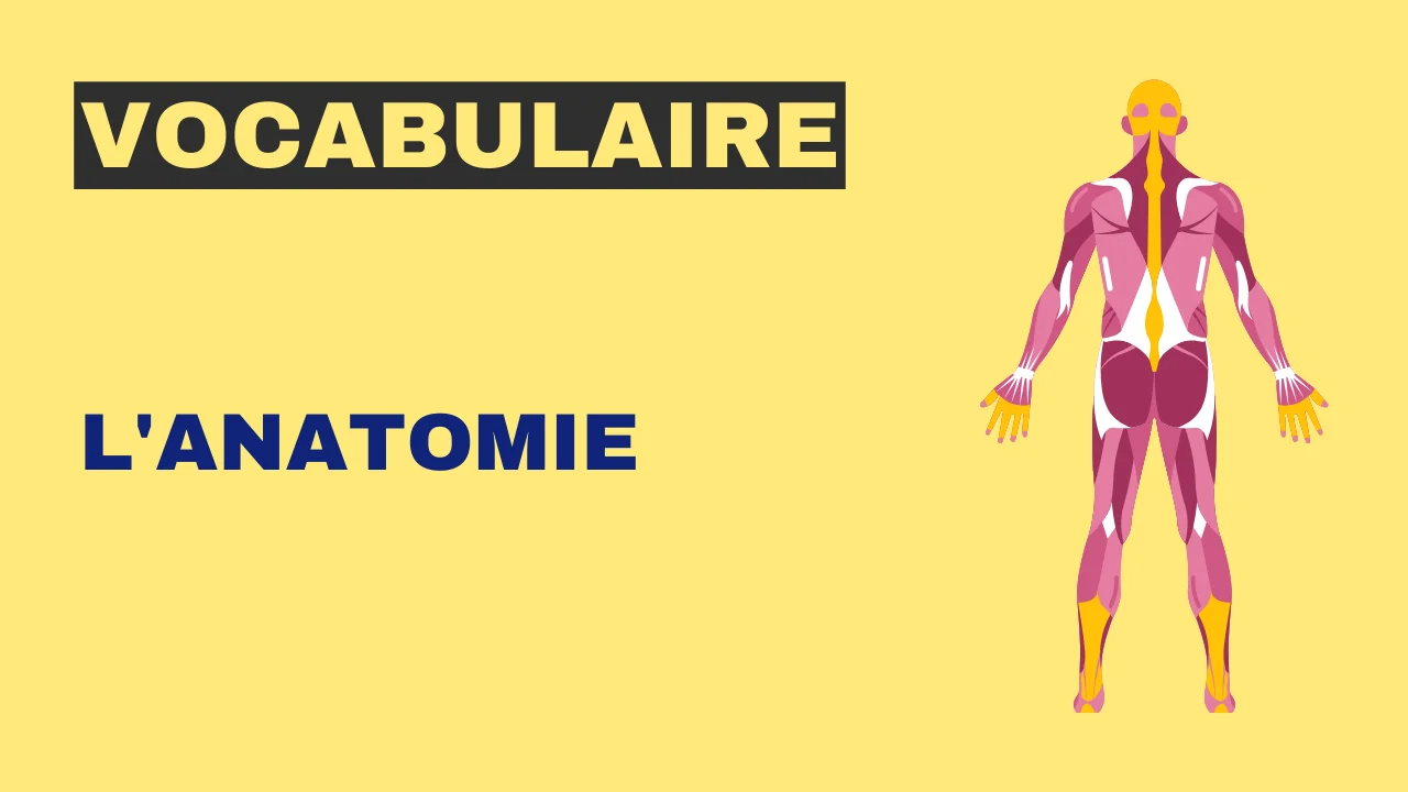 Vocabulaire - l'anatomie