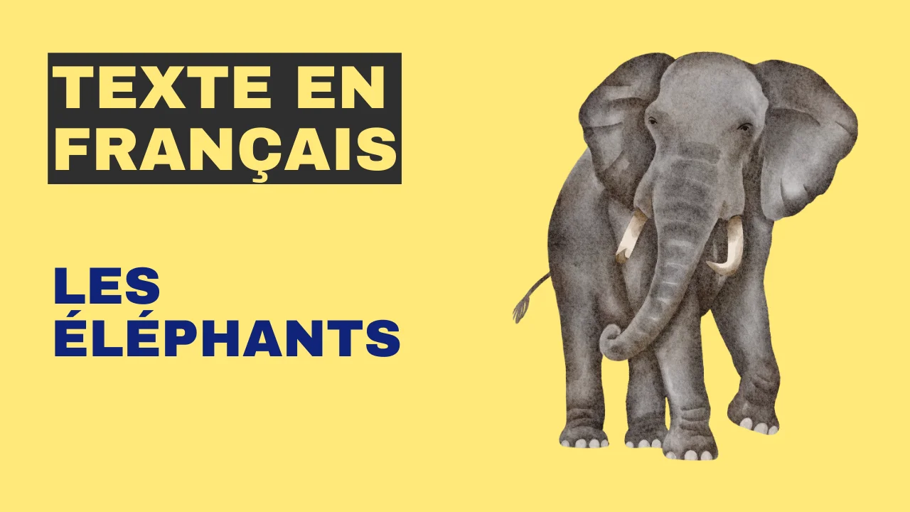 Texte en français : Les éléphants