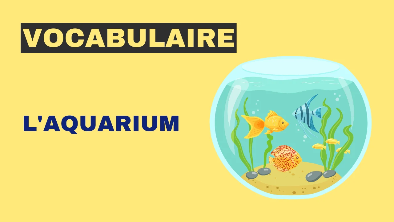 Vocabulaire : l'aquarium