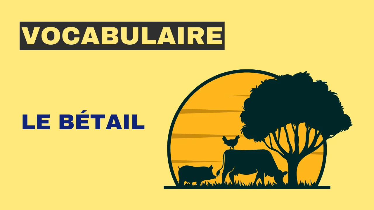 Vocabulaire : le bétail